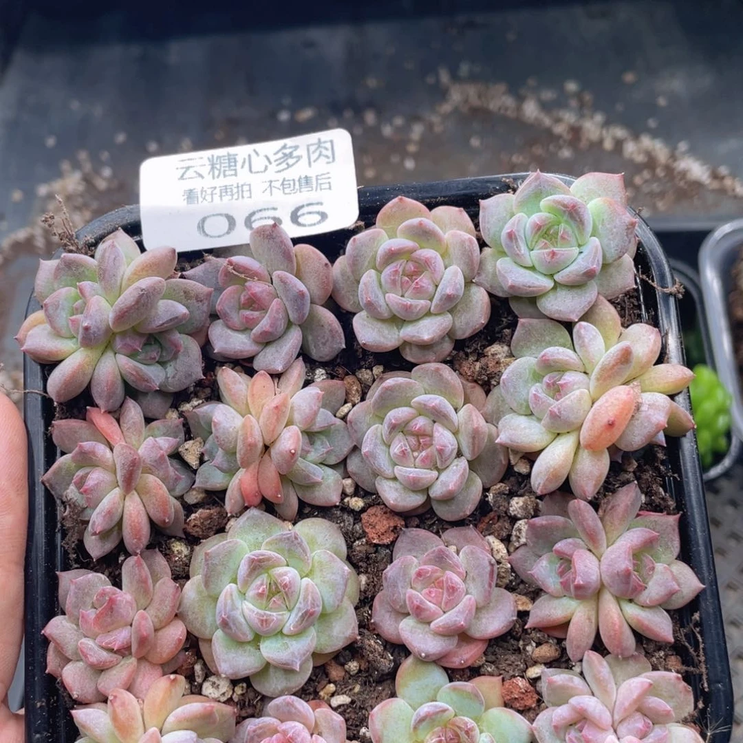 云糖心多肉植物66