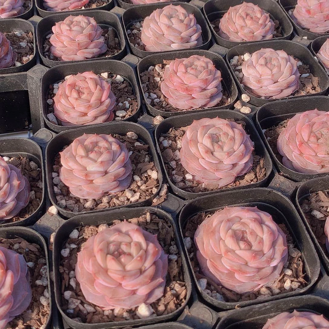 魔钻234677888999999