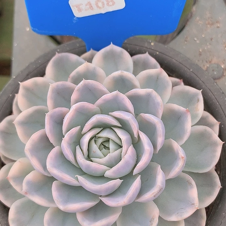 t108雪球锦单头一物一拍