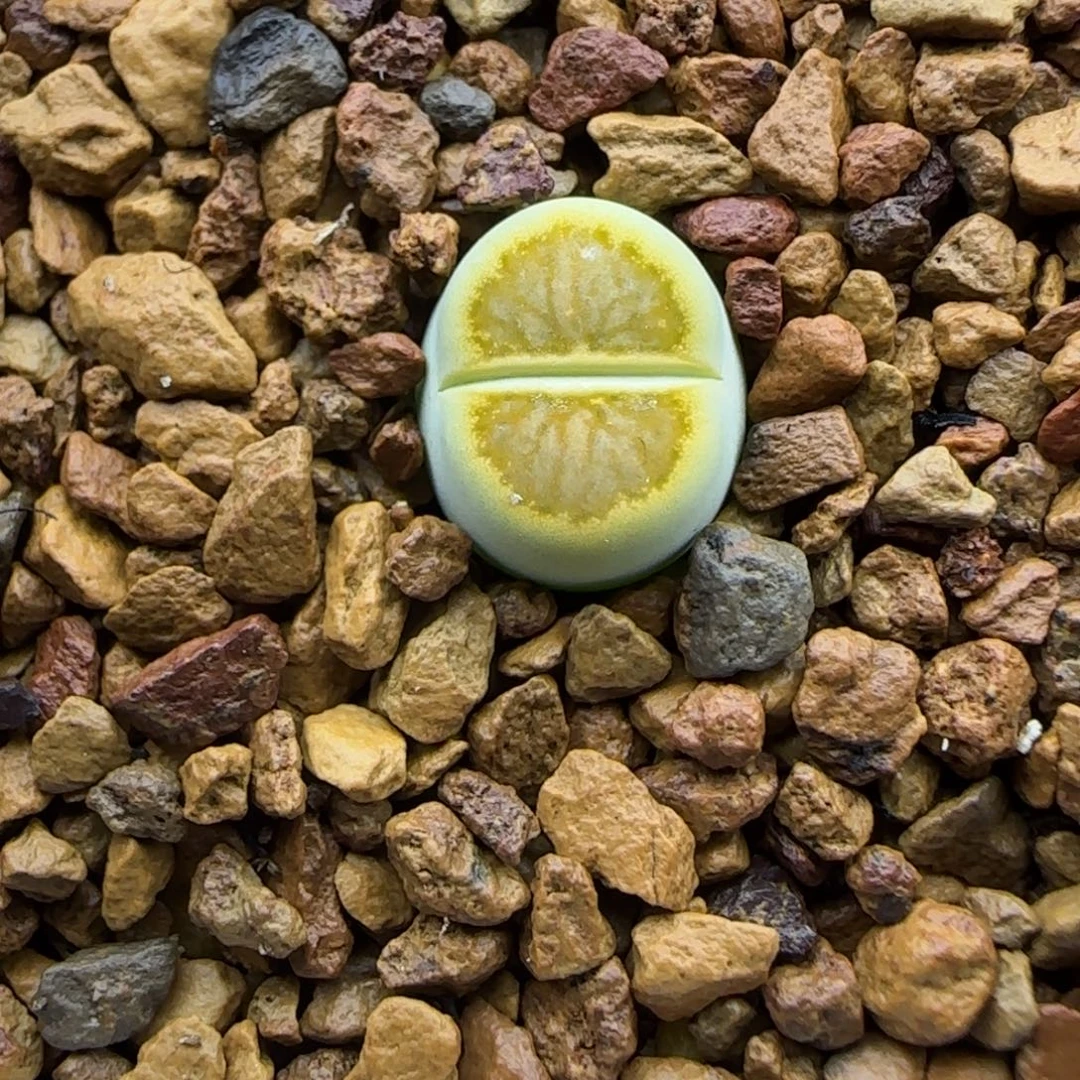 640 生石花大棚直播