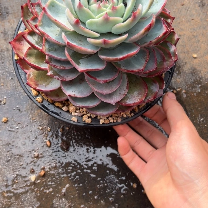 李***姐惊鸿仙子多肉植物二小姐