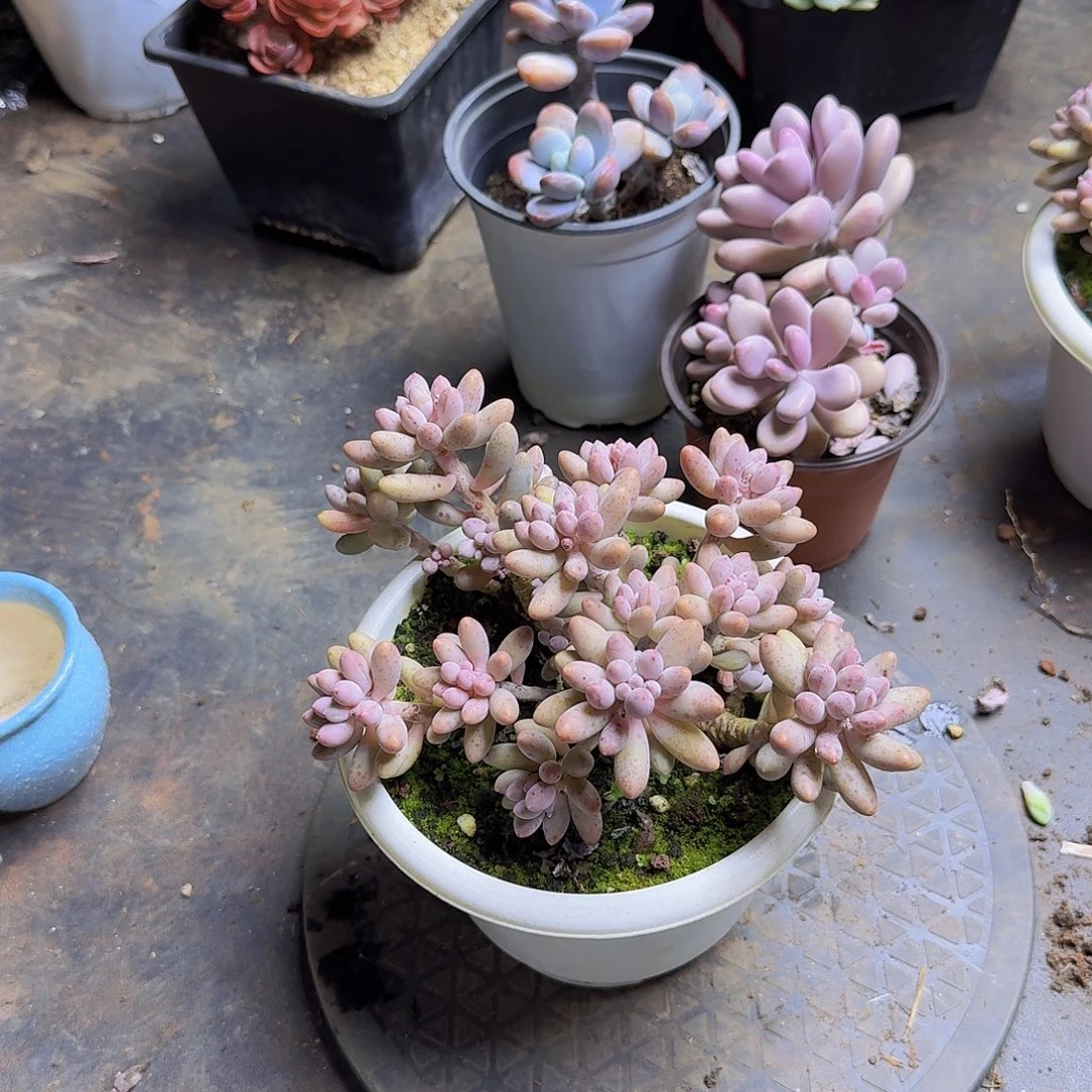 婴儿手指一物一拍一物一拍