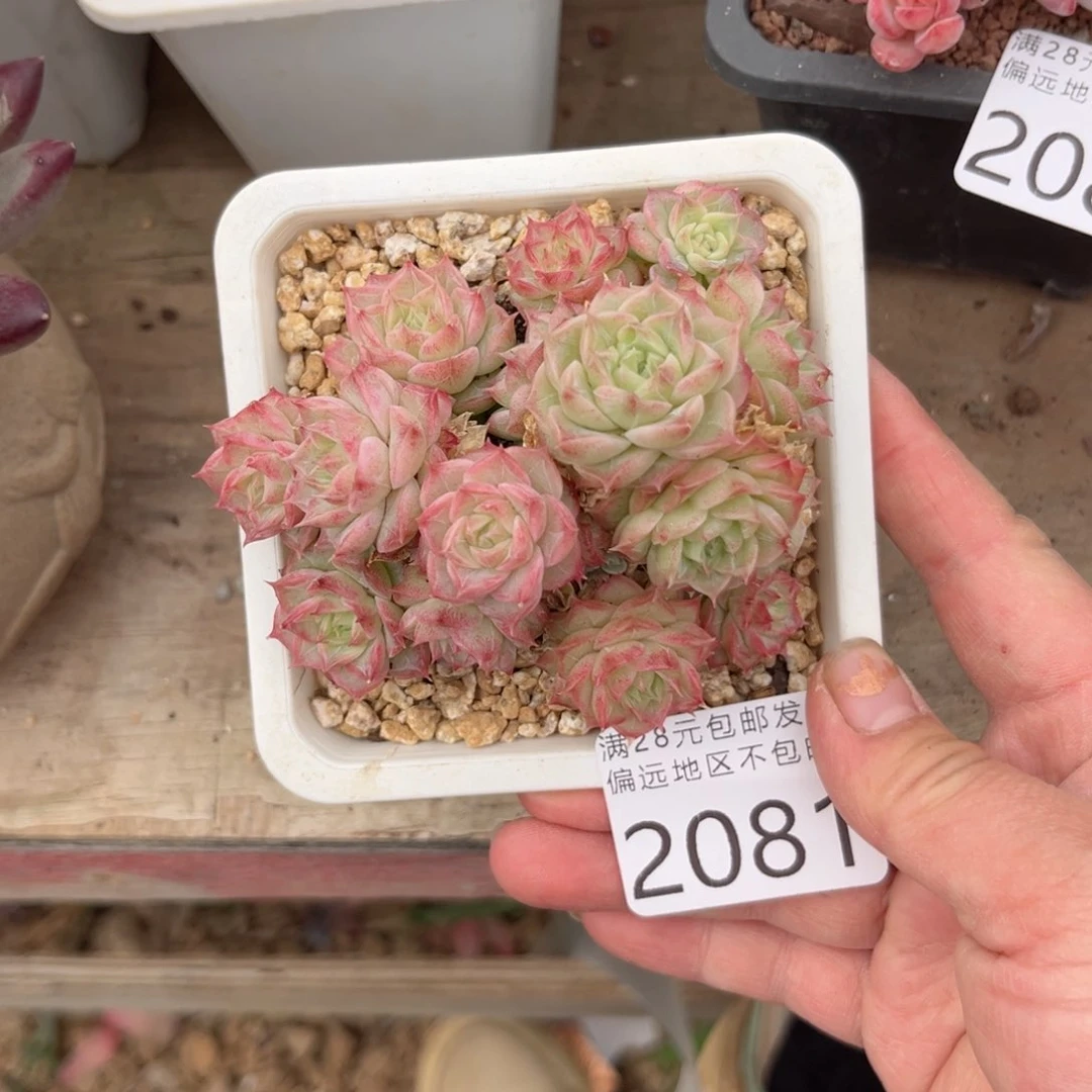 大2081、x b x b c n n n m