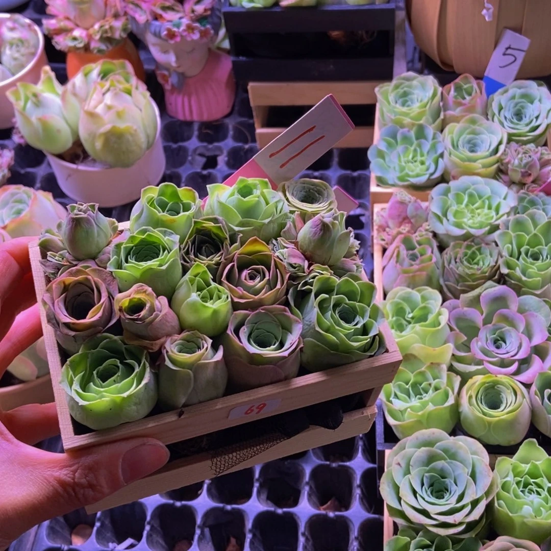 曲***奇山地玫瑰多肉植物花卉69