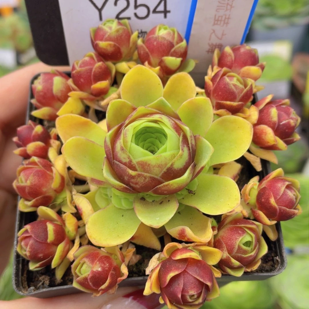 流萤之舞一物一拍254