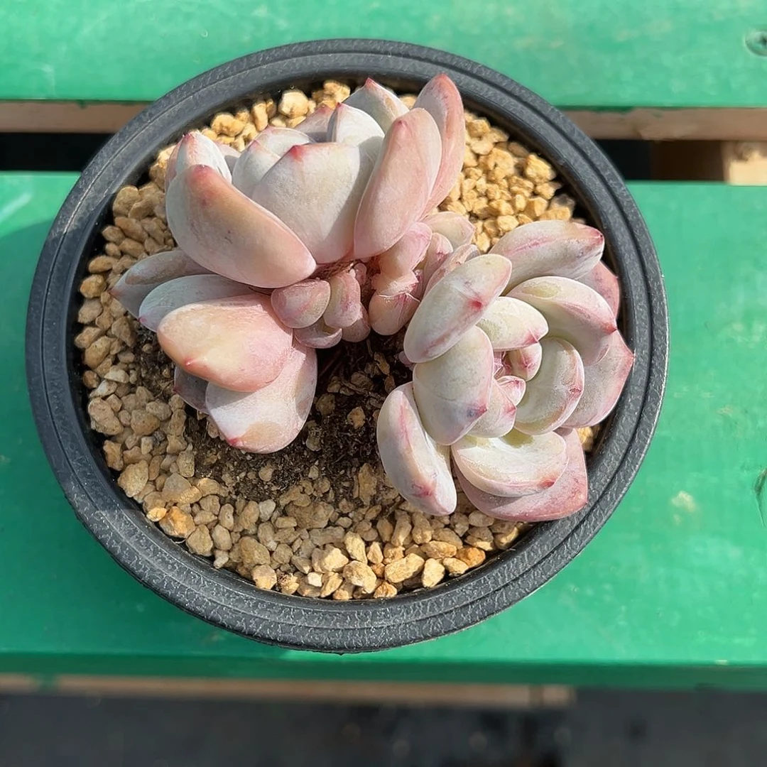 董*姐啊石榴籽星影小树福利