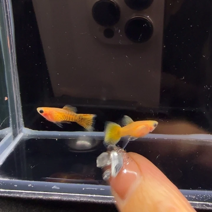 孔雀鱼金蕾丝玻璃猫大C1对