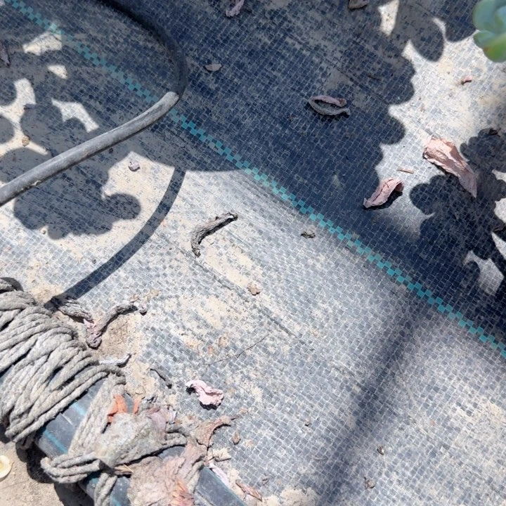 薇***薇无花朵陶粒一袋特价多肉