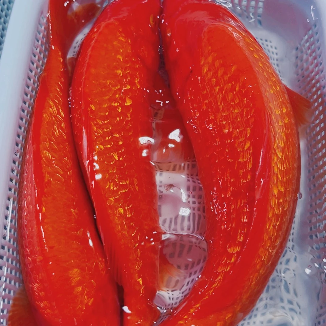 海水鱼锦鲤冷水187