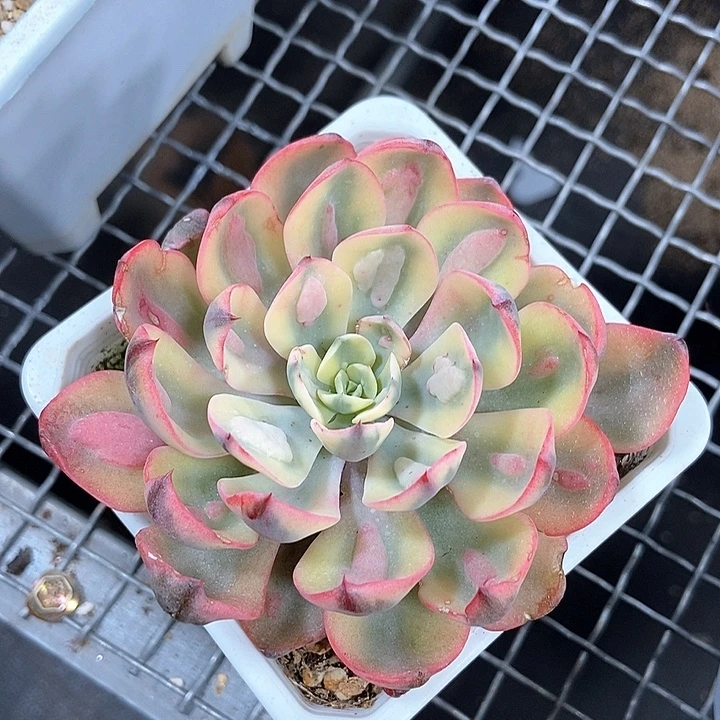 雨滴锦多肉植物的