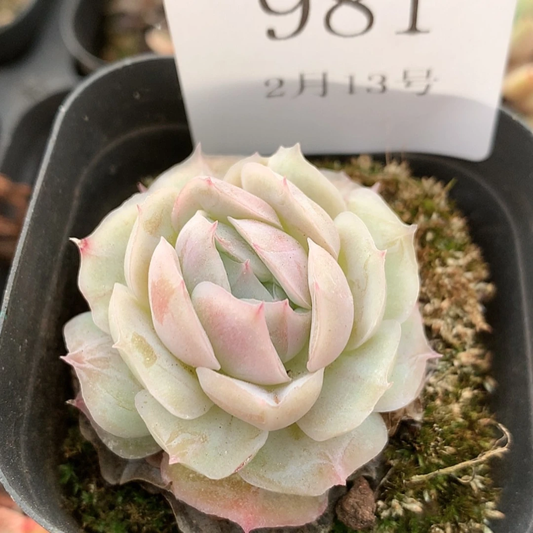 【闪购商品】云981