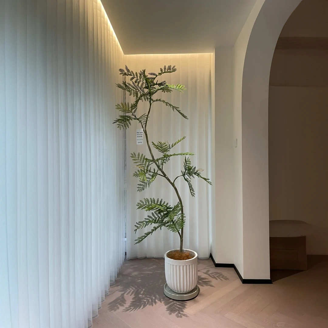 蓝花楹绿植盆栽室内高端大型绿植真树客厅电视柜落地窗吸甲醛