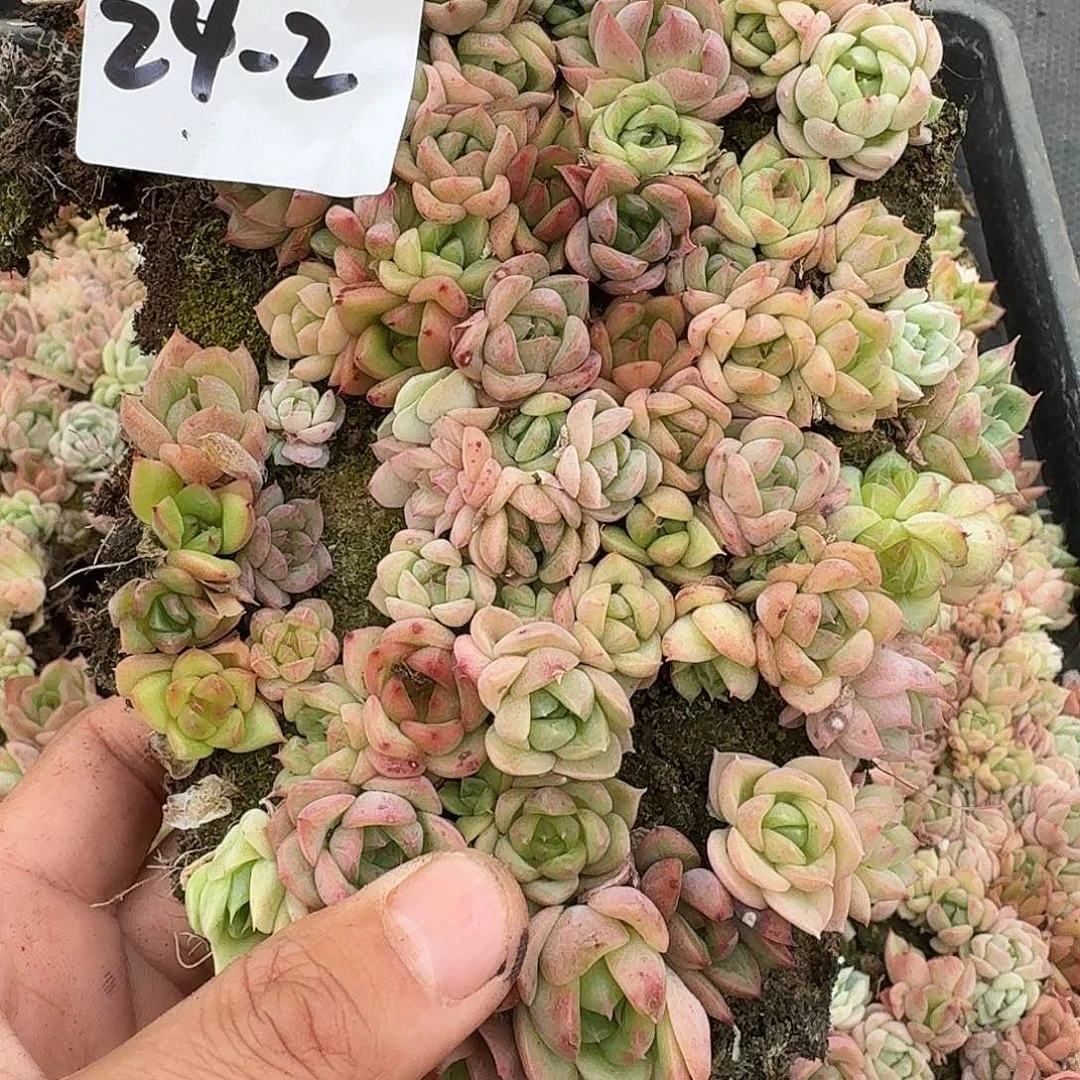 24-2右一麦秆切糕一份量拍