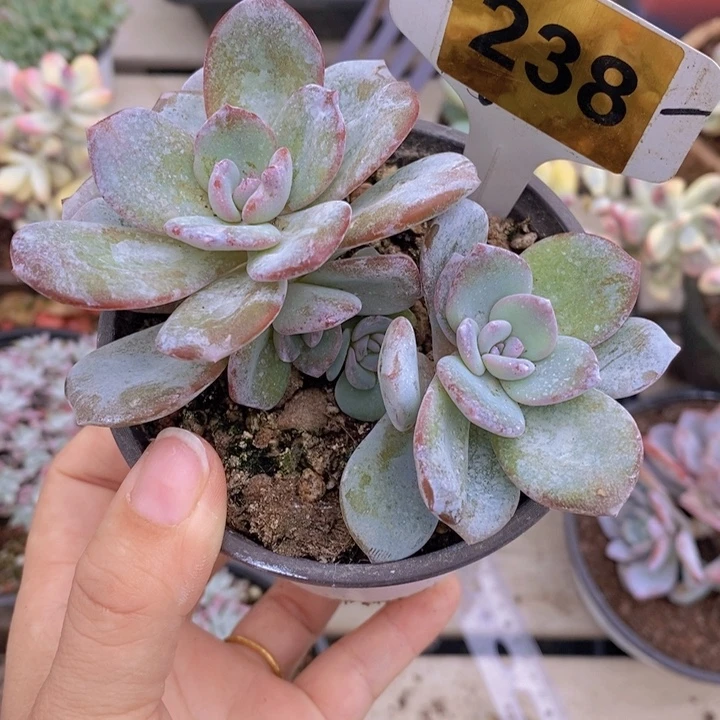 238号韩版奶茶5头带崽111