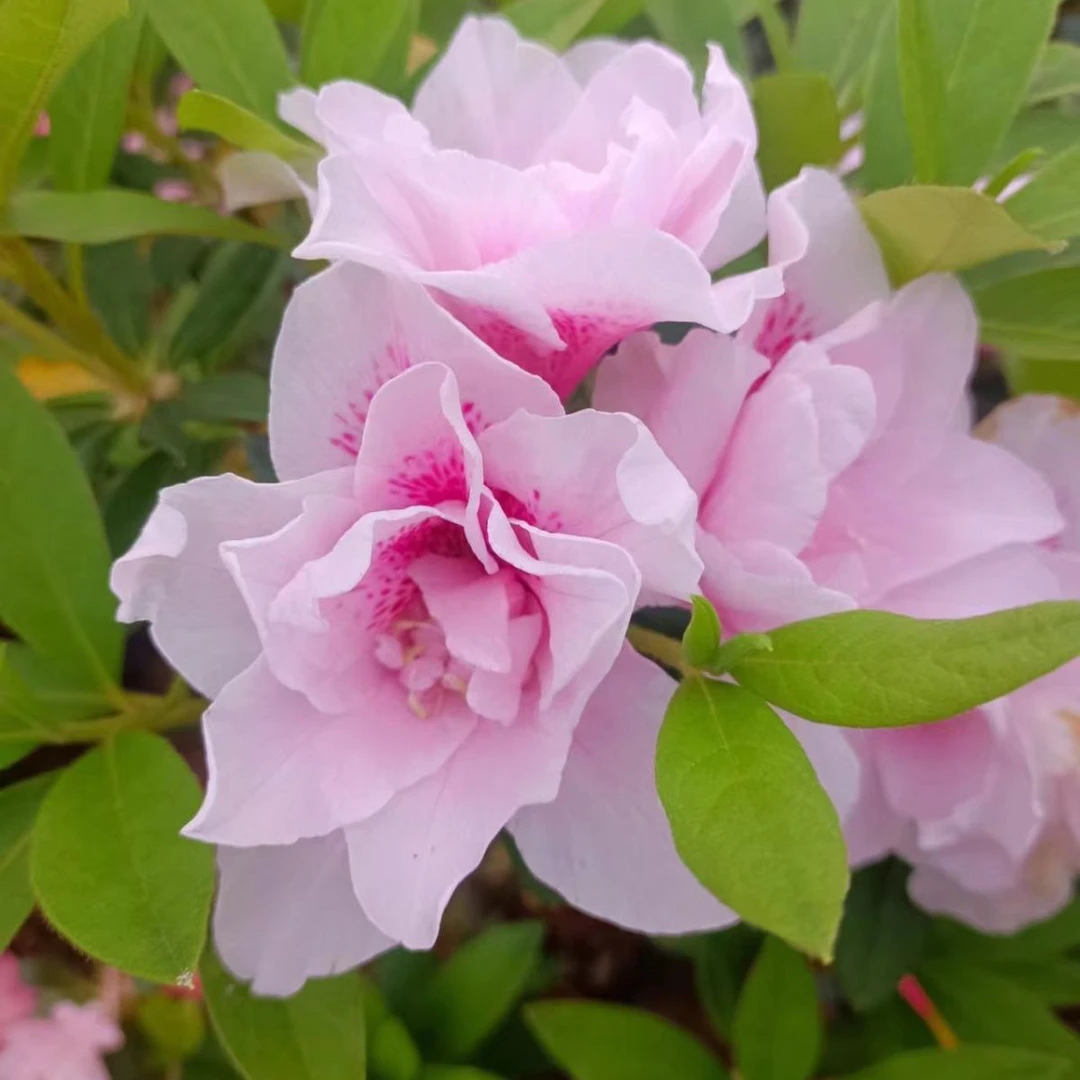 皋月杜鹃红姬，明美之月等多品种嫁接枝条凤仙花花卉杜鹃花茶花