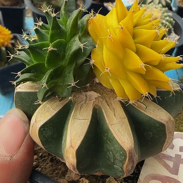 帝冠锦945仙人球