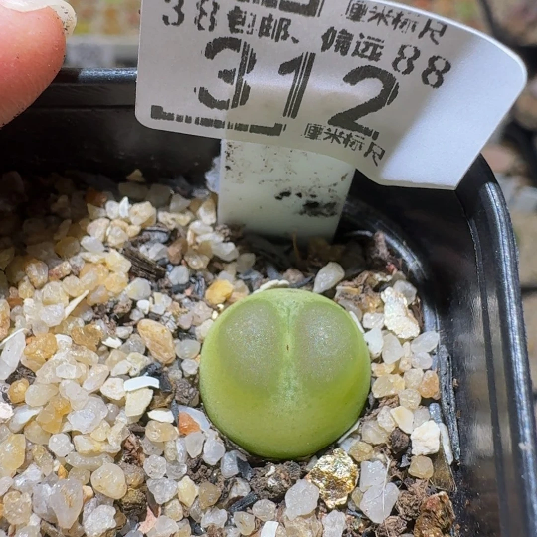 九****Ssss精品生石花312