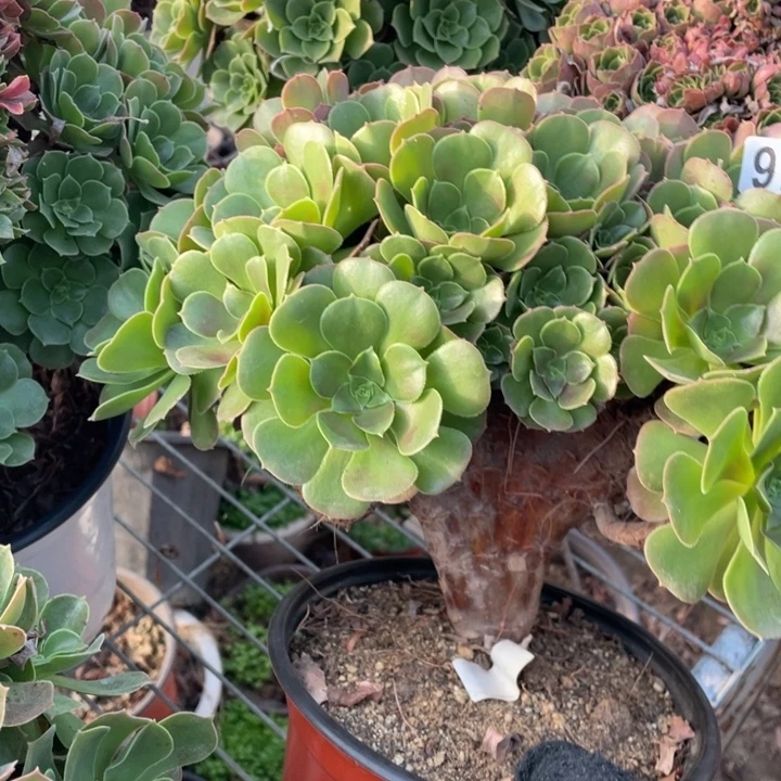 28厘米左右玫瑰朵朵缀974号