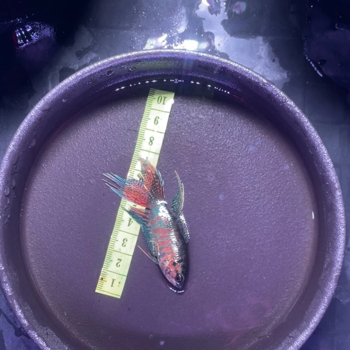 斗鱼斗鱼直播间竞拍链接