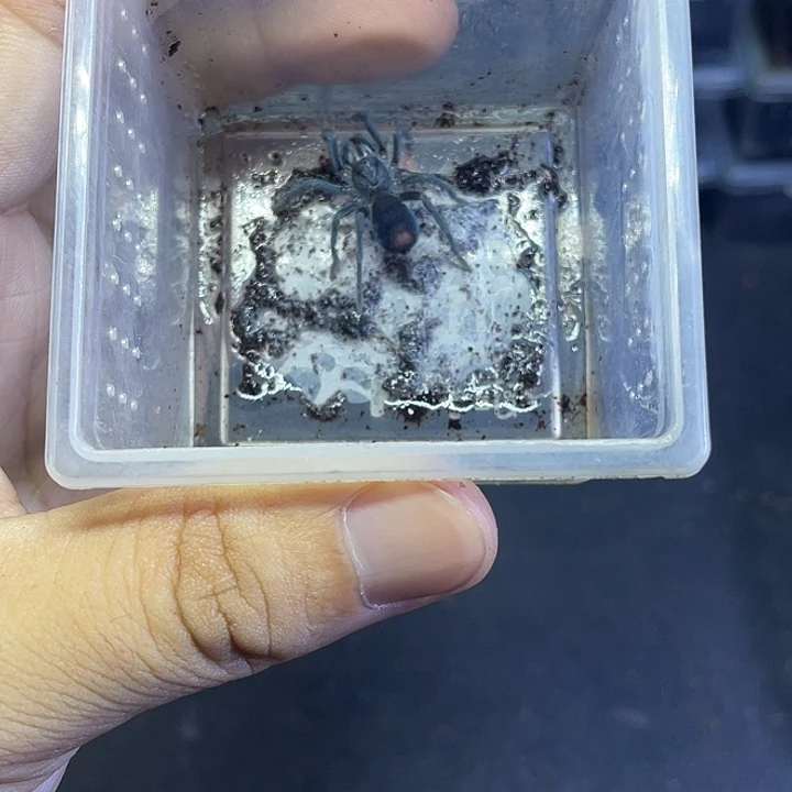 幻影树老虎小母蜘蛛