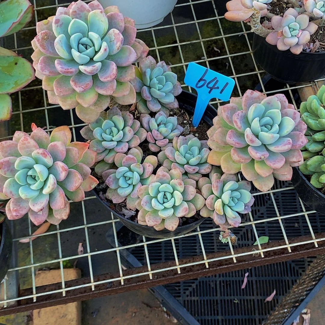 花斑鹿641。