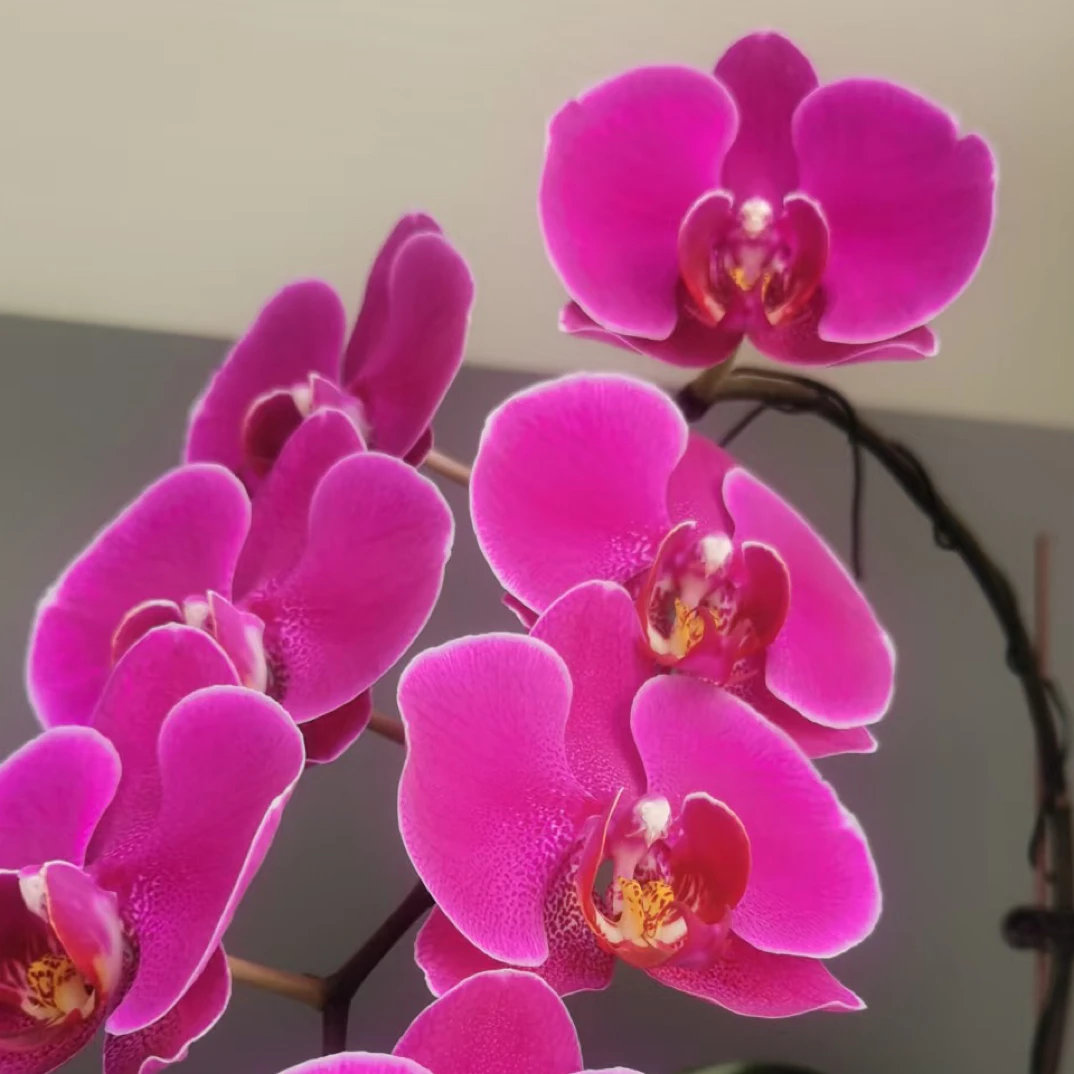 锦兰轩【昆士顿】蝴蝶兰 单花箭 基地直发
