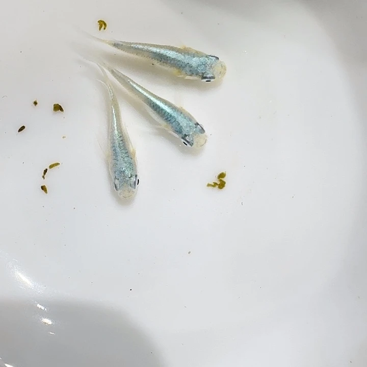 海水鱼26号短体干支一组