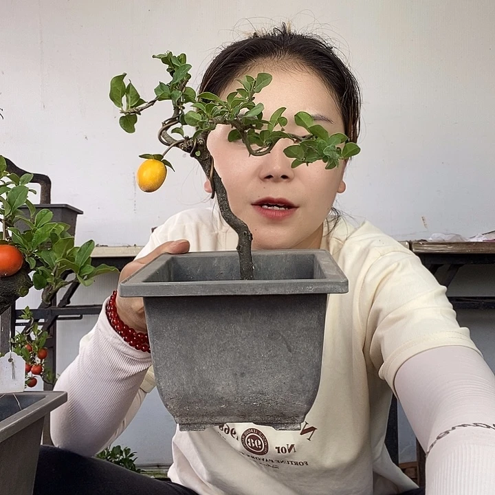 无花朵金弹子盆景红景天品种