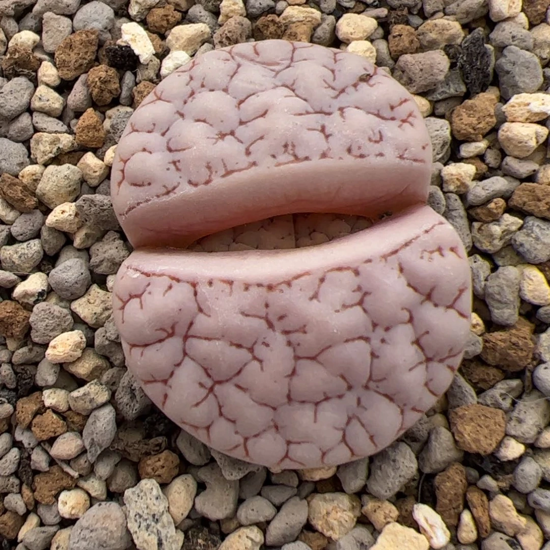 0152号oz189 多肉植物