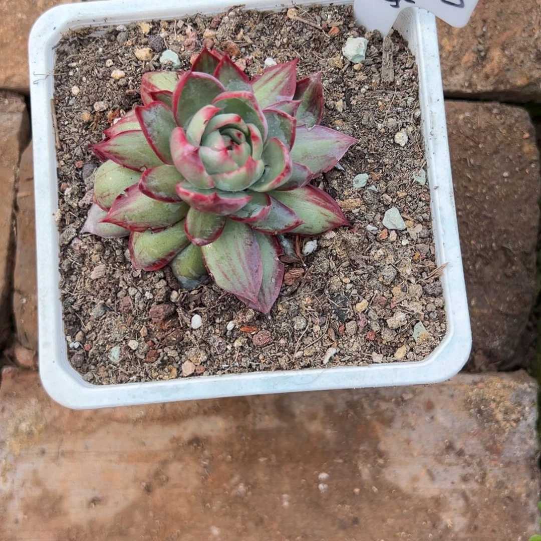 惊鸿仙子多肉植物