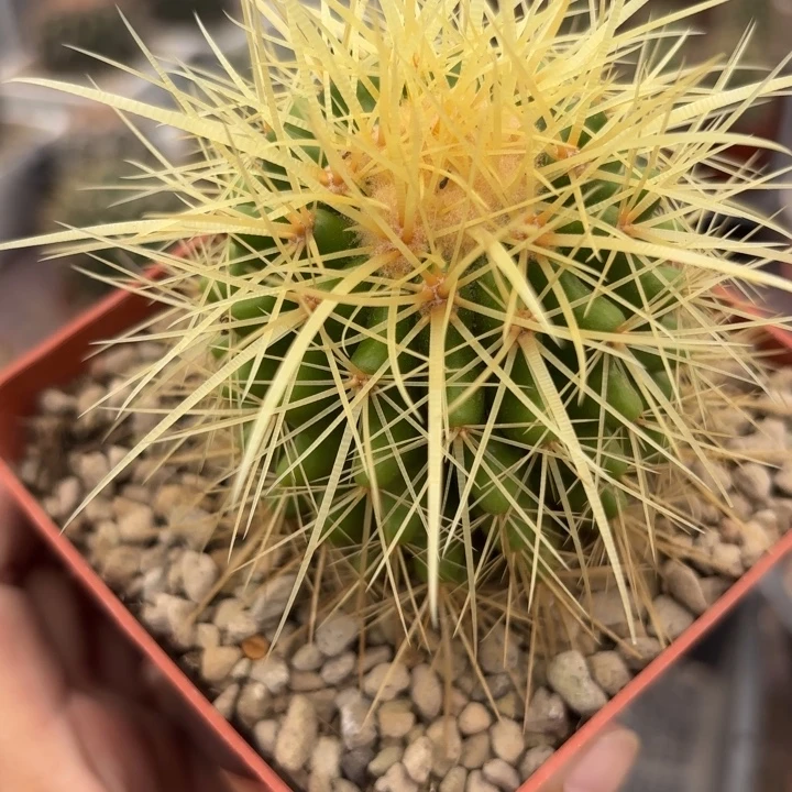 实生金虎好养择优发