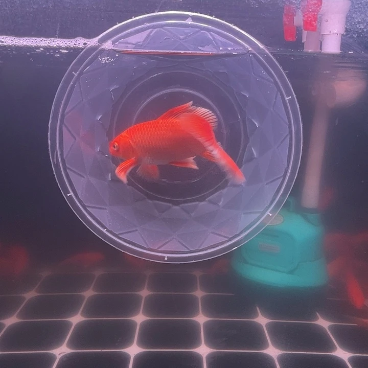 海水鱼红色蝴蝶鲤大鳍大尾