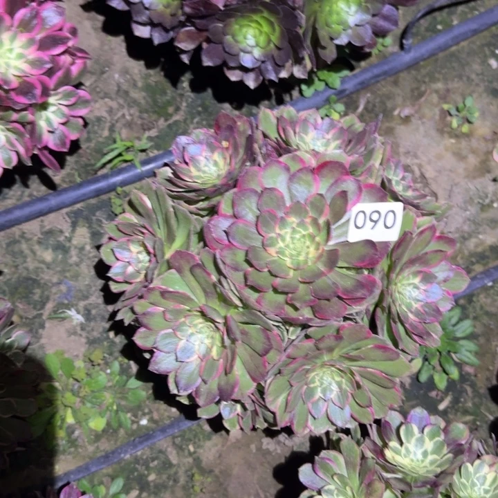 粉花妖多肉090号法师