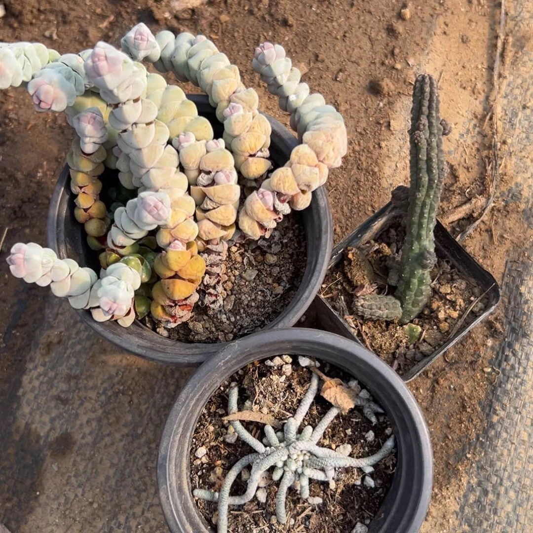 佛****限多肉植物三颗肉肉