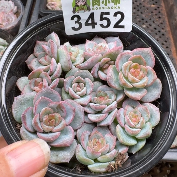 多肉植物多肉植物