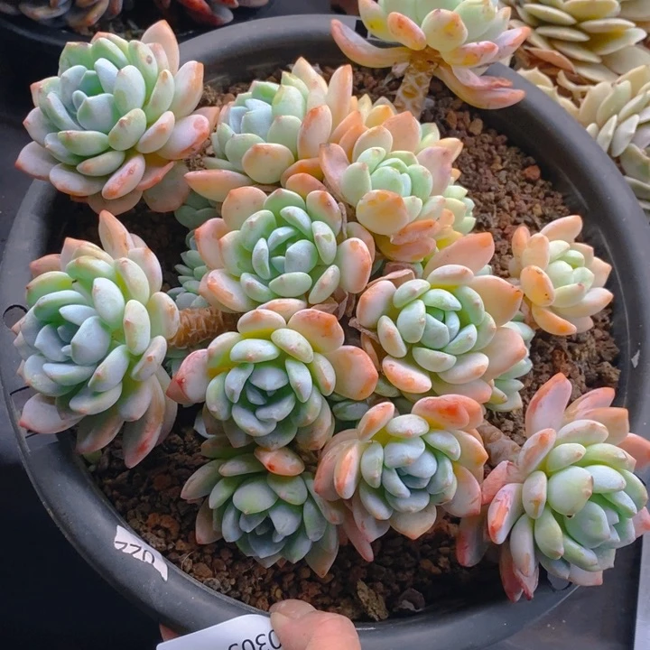 夏悦多肉 0305-076冷香