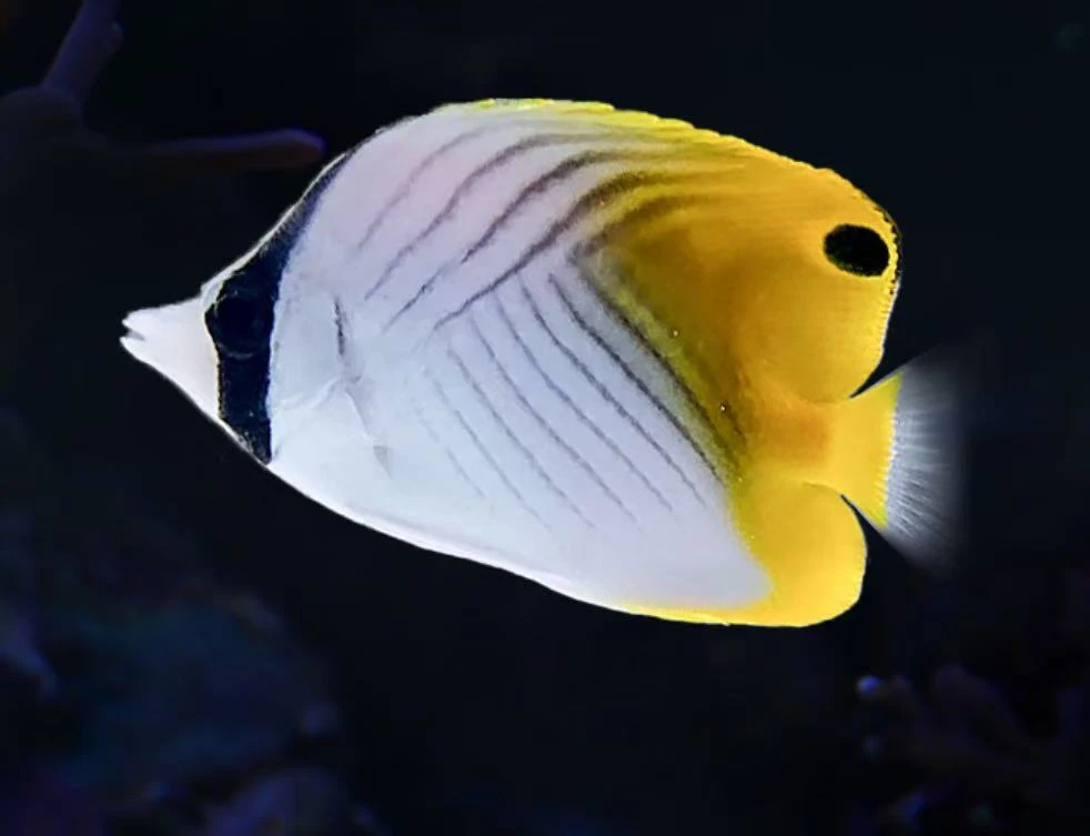 海南人字蝶海水鱼售后开箱视频免包装费