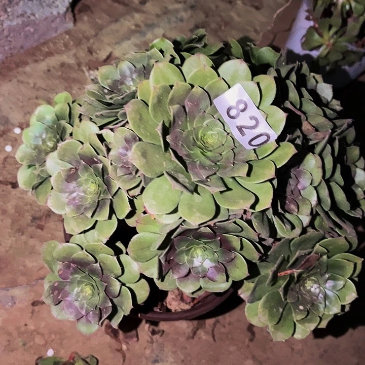 820红心沙拉碗多肉植物处理不售后