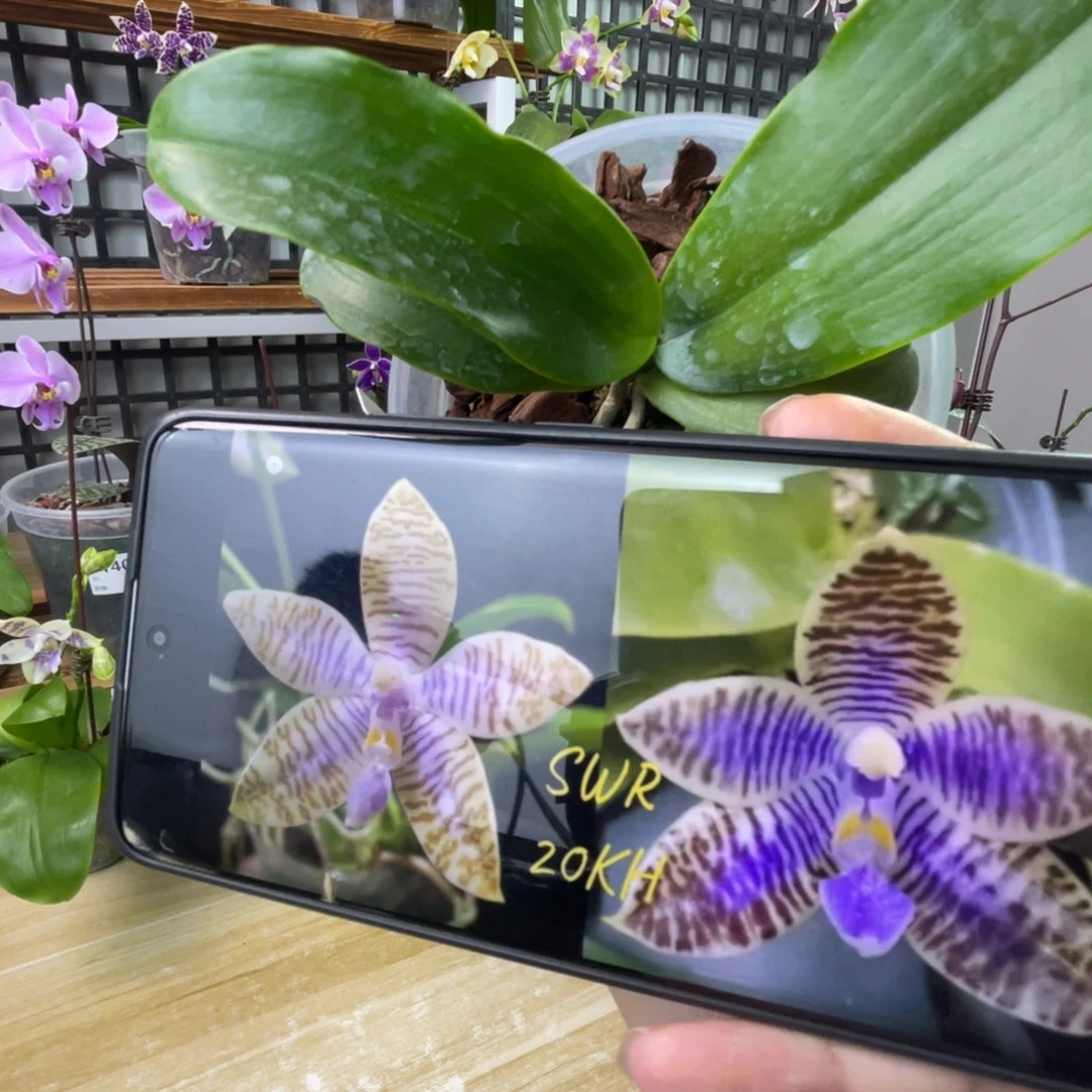 完全开放SWR 20KH-蓝路德-1324-高货