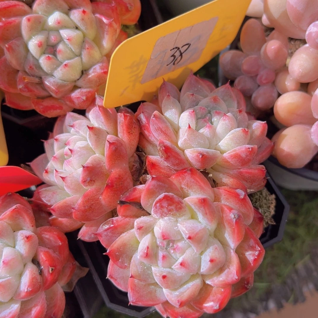 香玉的故事是一个人的