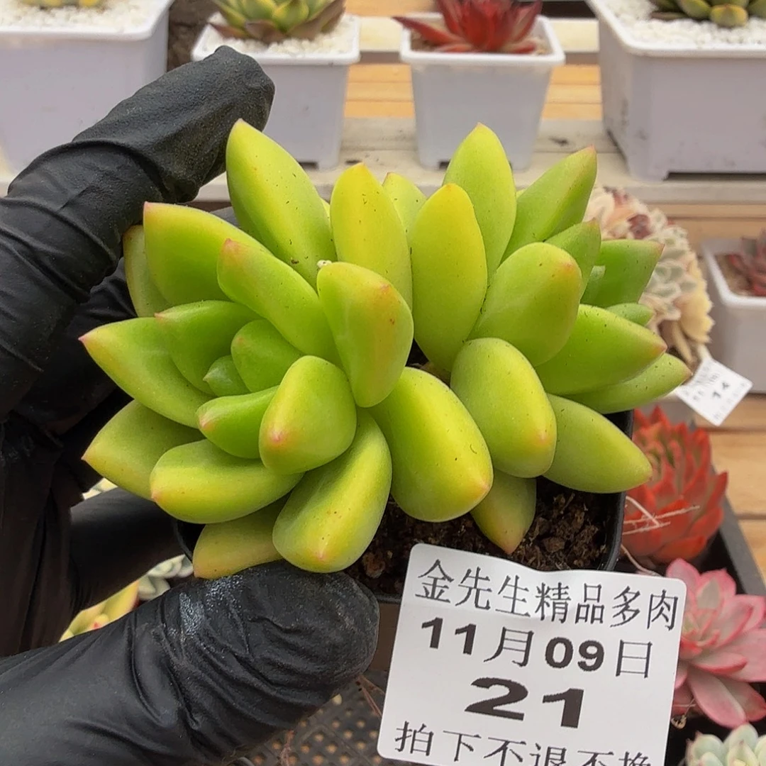 1109-21贵妃芒果奶