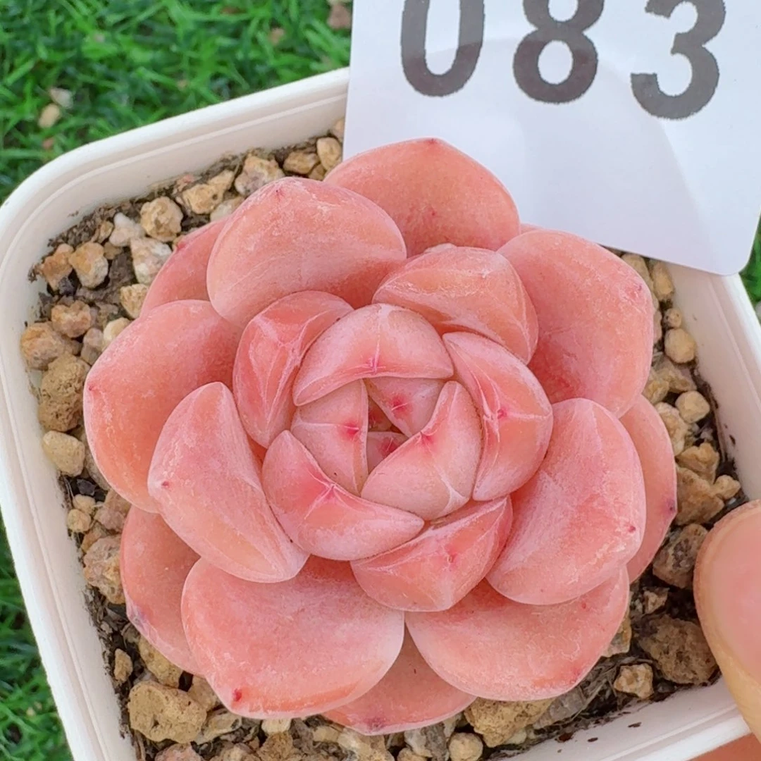 羊脂玉开播福利         多肉植物