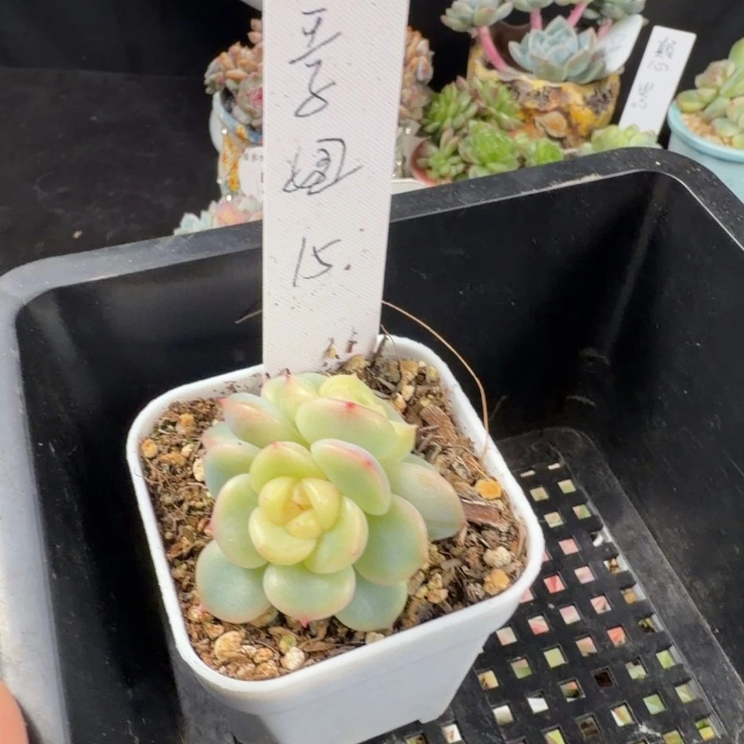 王***吖王子妞一颗荔枝双头