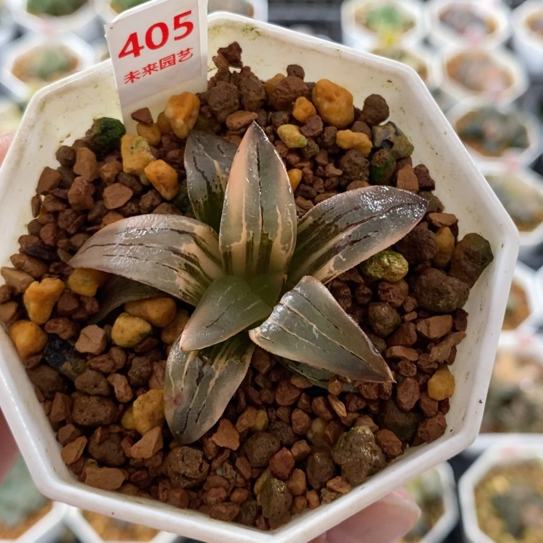 405红文寿锦一物一图