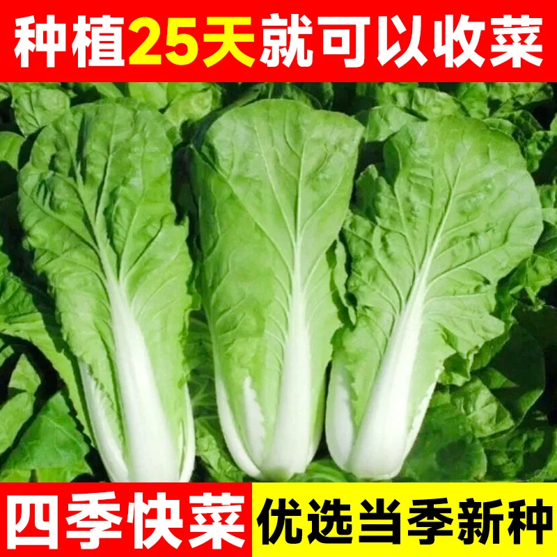 【全店满5包包邮】四季奶油小白菜籽  快菜四季播