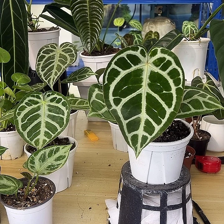 无花朵铜锣烧杂水晶