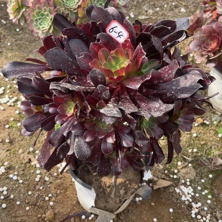 6-4华纳处理不售后多肉