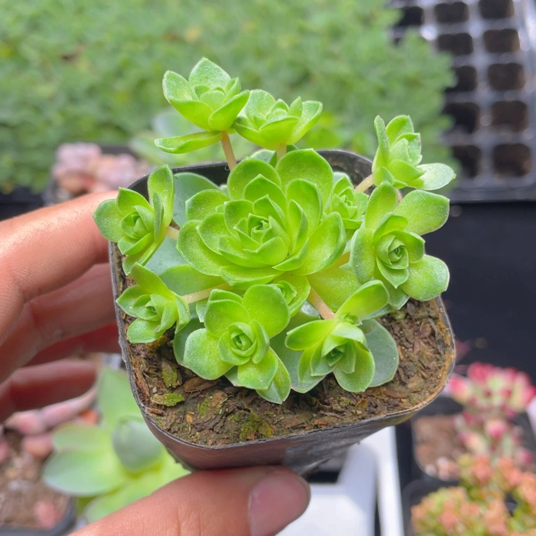 黄金山地多肉9.9包邮