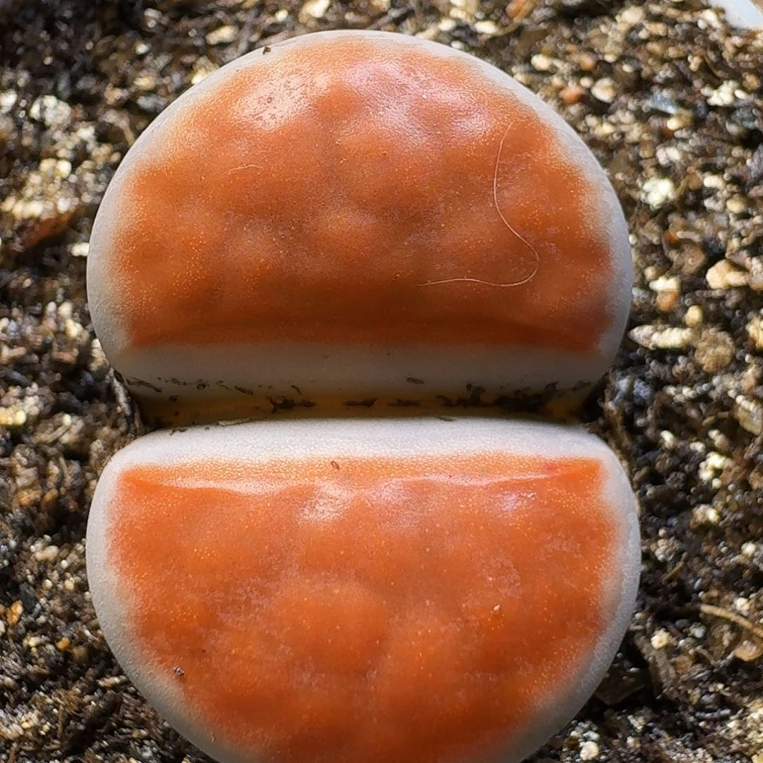 生石花111111。   195