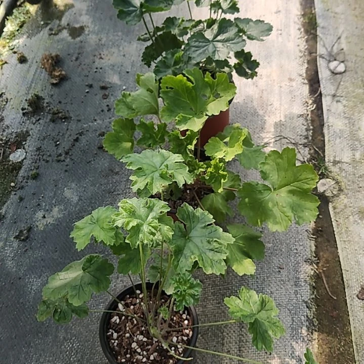 完全开放天竺葵啦啦啦，啦啦啦
